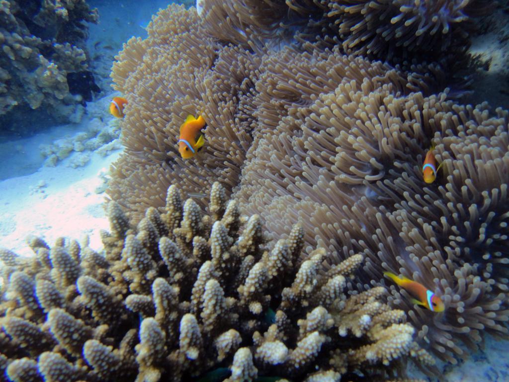 Maafushi Village Bagian luar foto